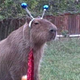 Illustration for article titled Facts about Capybaras